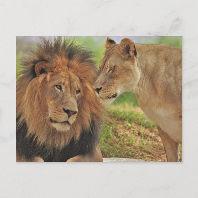 Cartão Postal direito  (Frente)