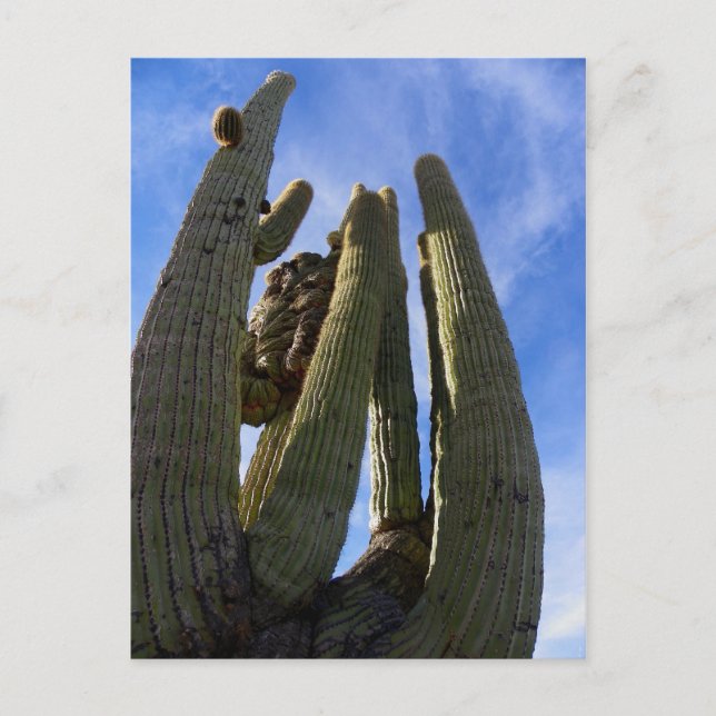 Cartão Postal Dirija e perca... (Frente)