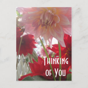 Cartão Postal Dírios de Flores de Dália Rosa e Vermelho de Perto