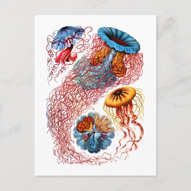 Cartão Postal Disco (Frente)