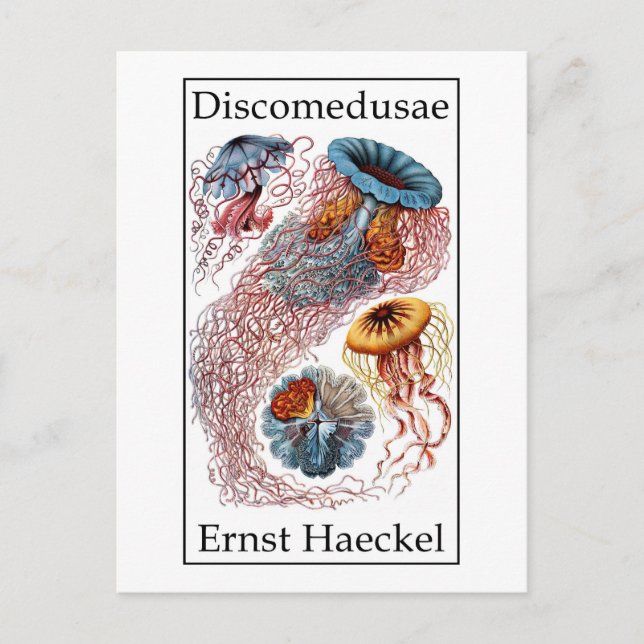 Cartão Postal Disco de Ernst Haeckel (Frente)