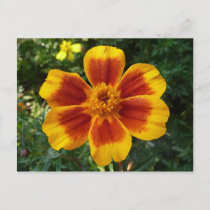 Cartão Postal Disco Marigold Orange and Red Summer Flower