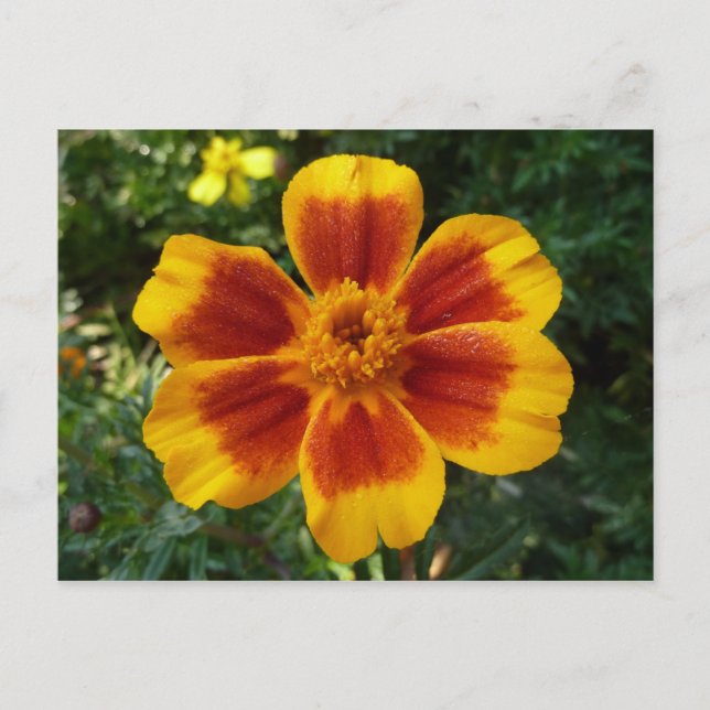 Cartão Postal Disco Marigold Orange and Red Summer Flower (Frente)