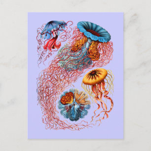 Cartão Postal Discomedusae