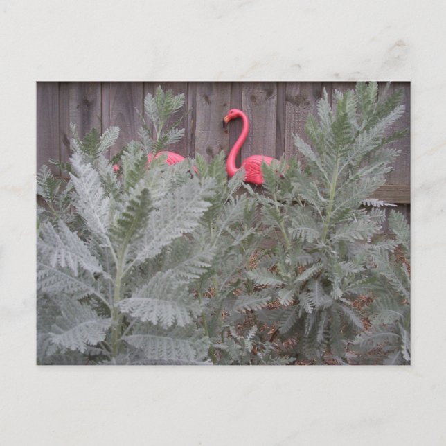 Cartão Postal Disposição em Cinzas e cor-de-rosa (Frente)