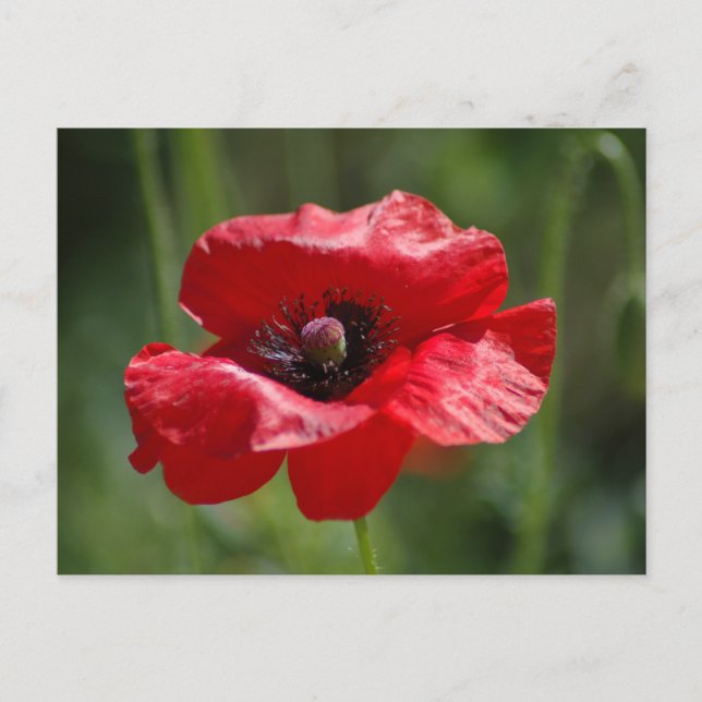 Cartão Postal disquete vermelho solteiro (Frente)
