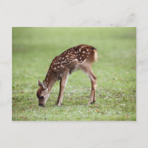 Cartão Postal Distrito de Nara, Honshu, Japão