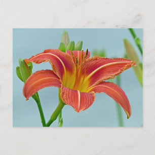 Cartão Postal Ditch Lily