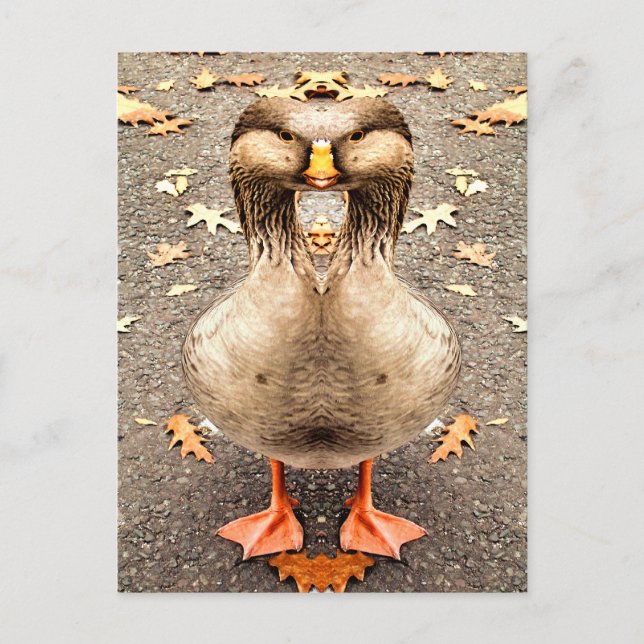 CARTÃO POSTAL DIVERSÃO ANIMAL (Frente)