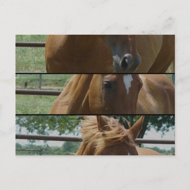 Cartão Postal Diversão de Cavalo (Frente)