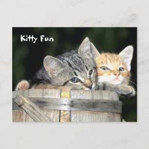 Cartão Postal Diversão do gatinho