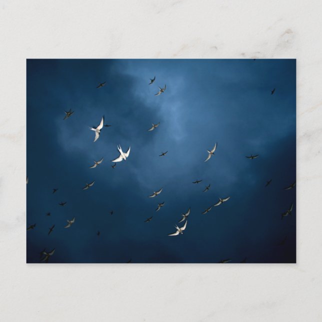 Cartão Postal Diversos - Padrão de Tern e Céu Azul Ártico (Frente)