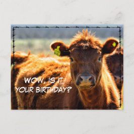 Cartão Postal Divertido Aniversário Fazenda Rural Correspondênci