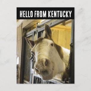 CARTÃO POSTAL DIVERTIDO DE CAVALO DE KENTUCCKY SOR