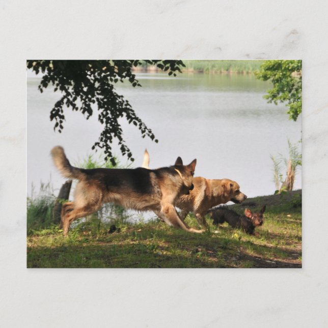 Cartão Postal Divertido, divertido! (Frente)