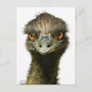 Cartão Postal Divertido - Glaring Emu Close-Up