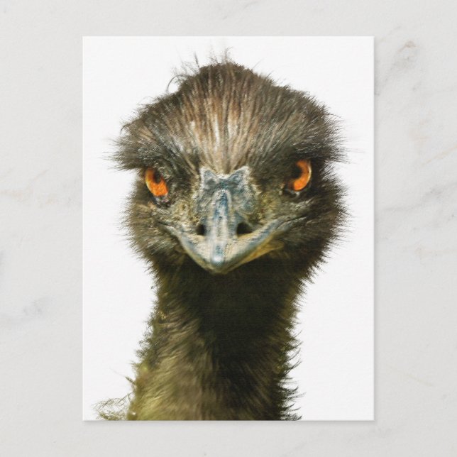 Cartão Postal Divertido - Glaring Emu Close-Up (Frente)