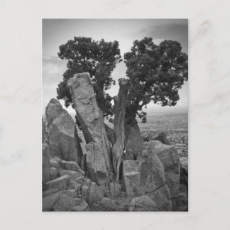 Cartão Postal Dividir Árvore