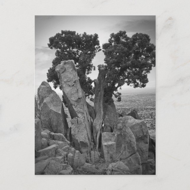 Cartão Postal Dividir Árvore (Frente)