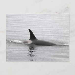 Cartão Postal Divisor Orca