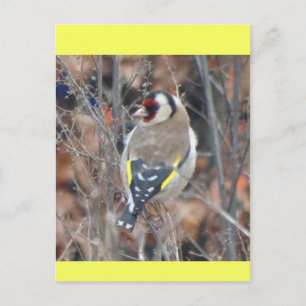 Cartão Postal DIY de Tentilhão Dourado Fofo