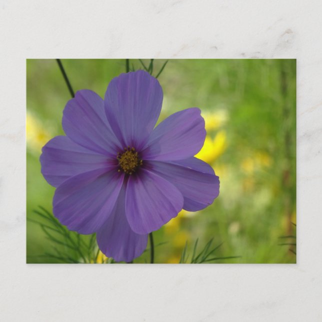Cartão Postal DIY Flor de Cosmea Roxa (Frente)
