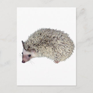 Cartão Postal DIY Hedgehog à esquerda