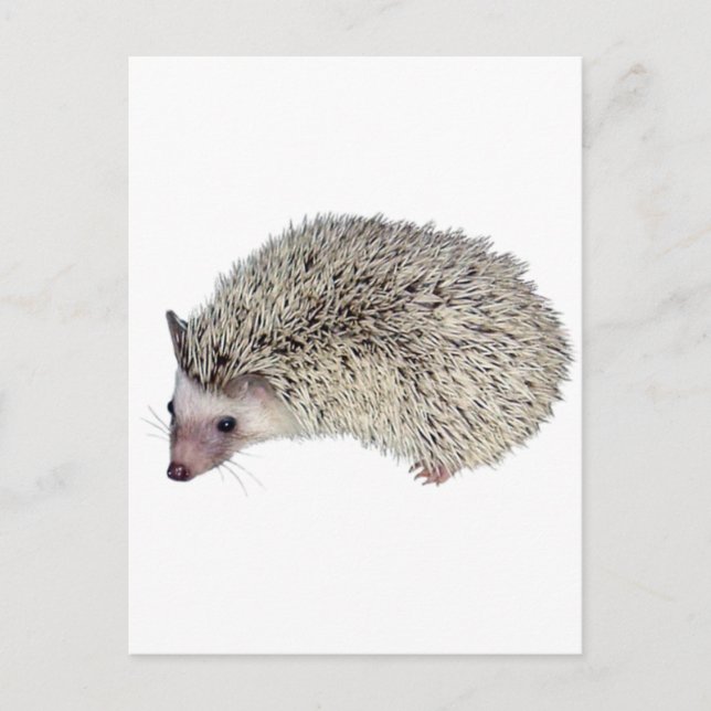 Cartão Postal DIY Hedgehog à esquerda (Frente)