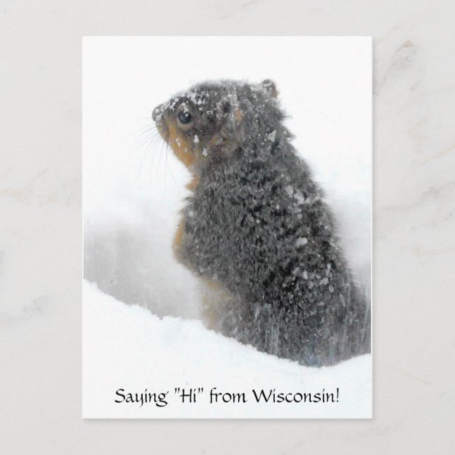 Cartão Postal Dizendo oi de Wisconsin Snowy Squirrel (Frente)