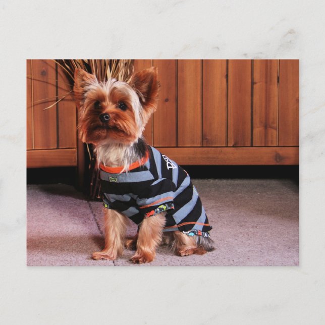 Cartão Postal DJ - Yorkshire Terrier - Smith (Frente)