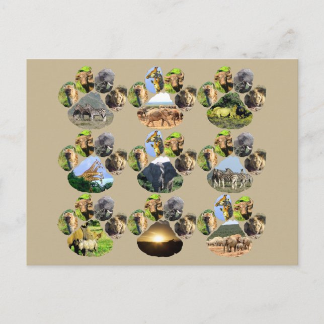 Cartão postal do Afro Wildlife Lion Pawprint 9 (Frente)