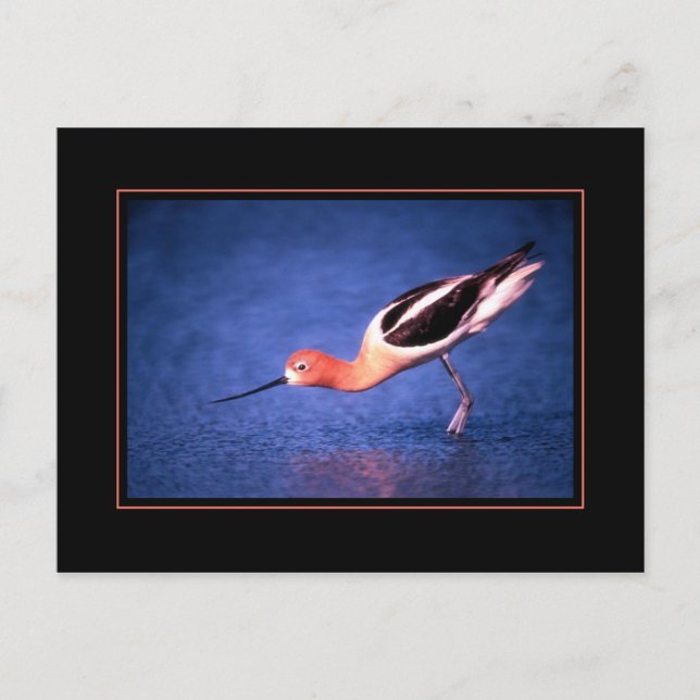 Cartão postal do Avocete Americano (Frente)