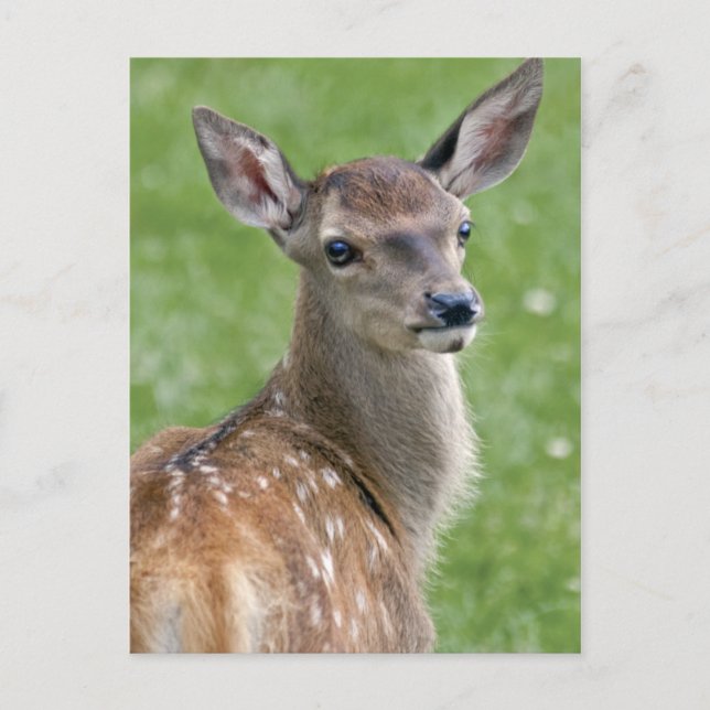 Cartão postal do Bambi (Frente)