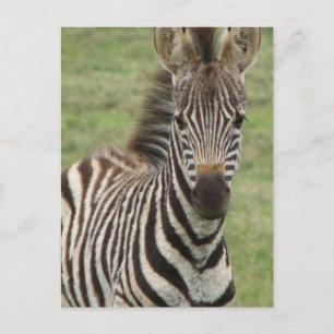 Cartão postal do bebê zebra