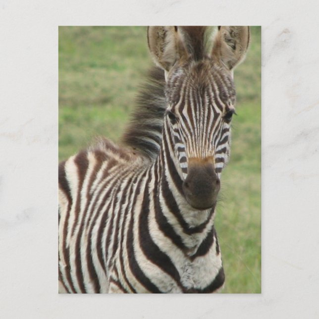 Cartão postal do bebê zebra (Frente)