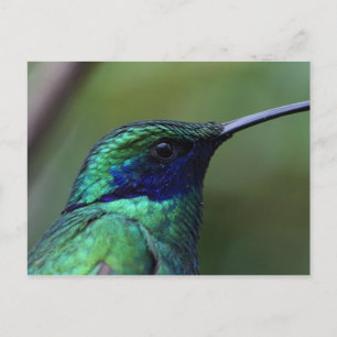Cartão Postal do Beija-flor Azul