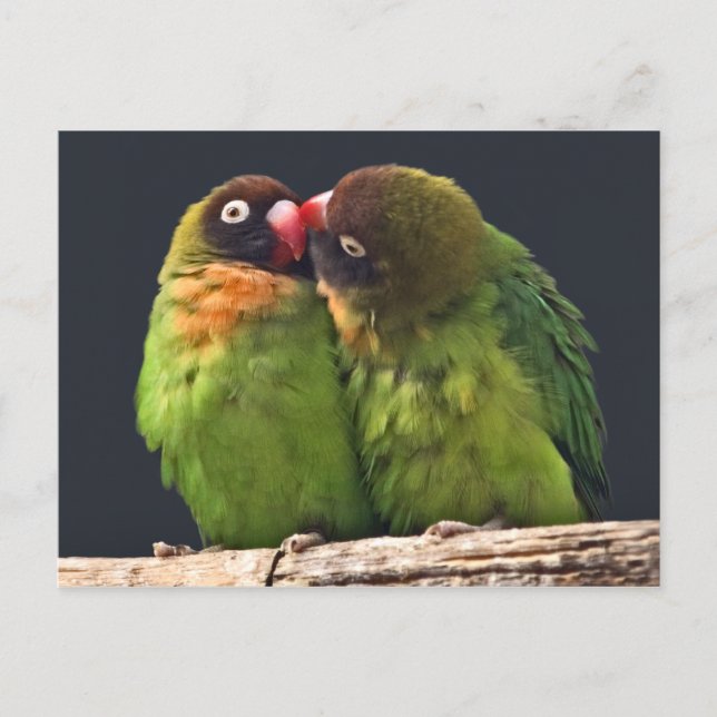Cartão postal do beijo de pássaros do amor (Frente)