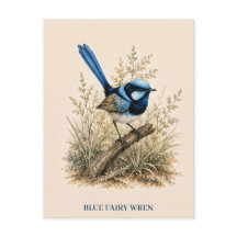 Cartão Postal do Blue Fairy Wren | Edição Bush