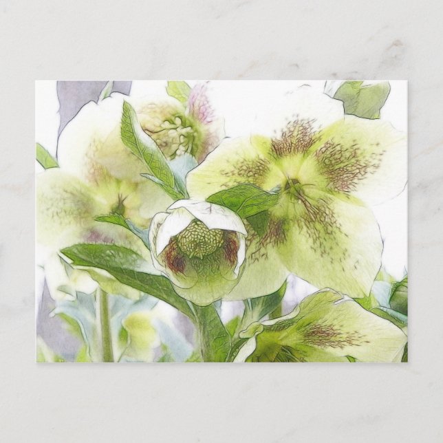 Cartão Postal Do Broto à Flor - Hellebores Brancos (Frente)