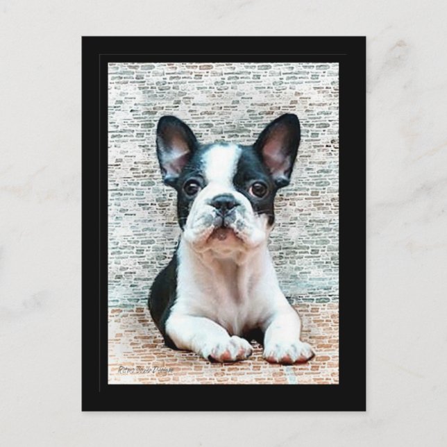 Cartão postal do Bulldog Francês (Frente)