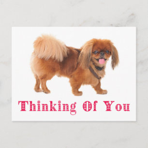 Cartão Postal do Cachorrinho Pequinês Pensando em