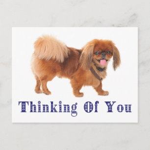 Cartão Postal do Cachorrinho Pequinês Pensando em