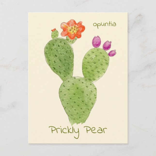 Cartão postal do cacto Prickly Pear (Frente)
