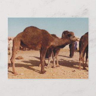 Cartão postal do Camel marroquino
