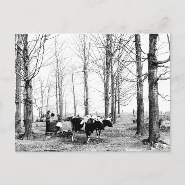 Cartão postal do Campo de Açúcar Maple Vermont de  (Frente)