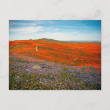 Cartão postal do campo de papoulas