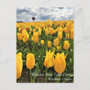 Cartão Postal do Campo de Tulipas Amarelas com Bal