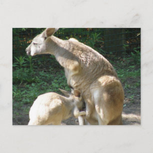 Cartão postal do canguru filhote
