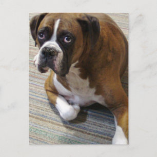 Cartão postal do cão boxer