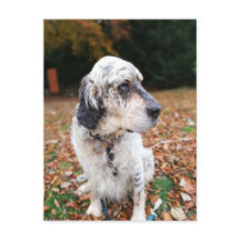 Cartão postal do cão de outono